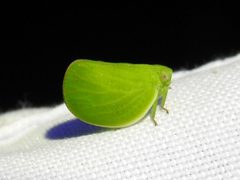 Acanalonia virescens by Sam Kieschnick. Used under a CC BY 4.0 license.