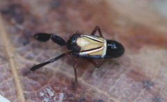 2019 06 30 Caliscelis bonellii by Slimguy. Used under a CC BY 4.0 license.