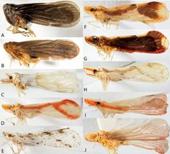 Derbidae Bartlett1 by Charles R. Bartlett, Erin R. Adams, Anthony T. Gonzon Jr.. Used under a CC BY 3.0 license.