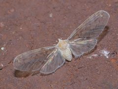 Paramysidia mississippiensis P1210886a by 
xpda. Used under a CC BY-SA 4.0 license.
