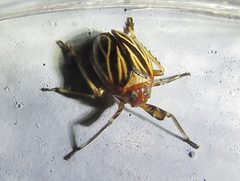 Phylloscelis atra by Annika Lindqvist. Used under a CC BY 4.0 license.