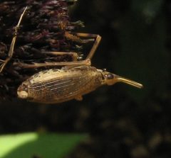 Scolops sulcipes by Beatriz Moisset. Used under a CC BY-SA 4.0 license.