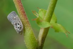 Metcalfa pruinosa - Citrus Flatid Planthopper 01 by Jasper Shide. Used under a CC0 license.