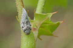 Metcalfa pruinosa - Citrus Flatid Planthopper 02 by Jasper Shide. Used under a CC0 license.