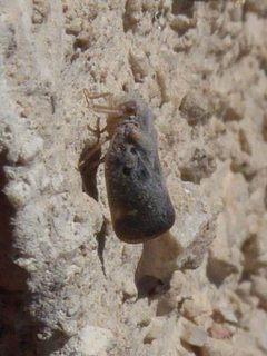 Metcalfa pruinosa 02 by Syrio. Used under a CC BY-SA 4.0 license.