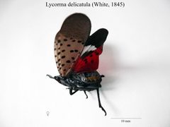 Lycorma delicatula by Alon-De-Lon. Used under a CC BY-SA 4.0 license.