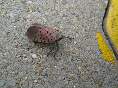 Lycorma delicatula Panmunjeom by Daniel Ballmer. Used under a CC BY-SA 4.0 license.