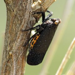 Another Black Fulgorid - Flickr - treegrow by Katja Schulz from Washington, D. C., USA. Used under a CC BY 2.0 license.
