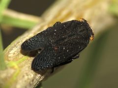 Black Planthopper - Flickr - treegrow by Katja Schulz from Washington, D. C., USA. Used under a CC BY 2.0 license.