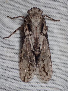Scaralina aethrinsula 228163684 by Sue Carnahan. Used under a CC BY 4.0 license.