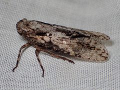 Scaralina aethrinsula 228163690 by Sue Carnahan. Used under a CC BY 4.0 license.