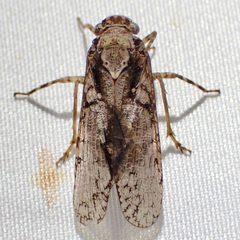 Scaralina aethrinsula 313971442 by Sue Carnahan. Used under a CC BY 4.0 license.