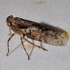 Scaralina aethrinsula 313971462 by Sue Carnahan. Used under a CC BY 4.0 license.
