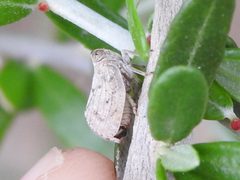 Abolloptera bistriata by Sam Kieschnick. Used under a CC BY 4.0 license.