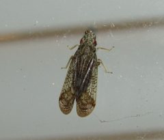 Pelitropis rotulata by AmaryllisGardener. Used under a CC BY-SA 4.0 license.