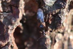 Anthocoris confusus 104828303 by Michel Langeveld. Used under a CC BY-SA 4.0 license.
