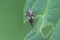 Anthocoris nemorum 134528564 by Michel Langeveld. Used under a CC BY-SA 4.0 license.