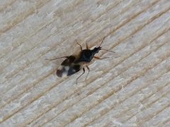 Anthocoris nemorum 17570787 by Wouter Koch. Used under a CC BY 4.0 license.