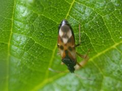 Anthocoris nemorum 191773882 by Michel Langeveld. Used under a CC BY-SA 4.0 license.