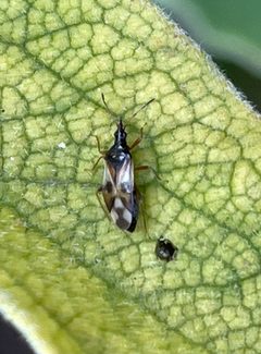 Anthocoris nemorum 192098744 by nevwright. Used under a CC BY 4.0 license.