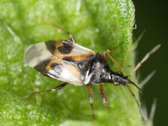 Anthocoris nemorum 42086171 by Dr. Guido Bohne. Used under a CC BY-SA 4.0 license.