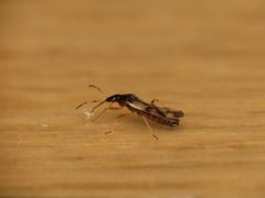 Anthocoris nemorum 930422 by Donald Hobern. Used under a CC BY 4.0 license.