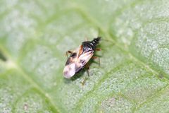 Anthocoris nemorum 96740712 by Michel Langeveld. Used under a CC BY-SA 4.0 license.