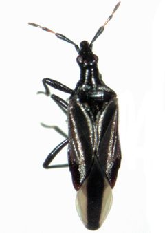 Anthocoris austropiceus by S.E. Thorpe. Used under a Public domain license.