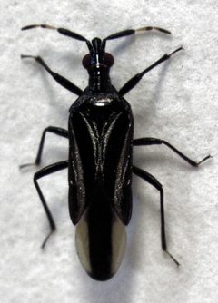 Macrotrachelia nigronitens by Stho002. Used under a CC BY-SA 3.0 license.