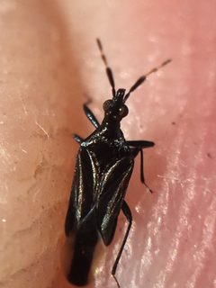 Macrotrachelia nigronitens - inat 261549166 by {{{name}}}. Used under a CC BY 4.0 license.