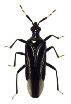 Macrotrachelia nigronitens 2 by Stho002. Used under a CC BY-SA 3.0 license.