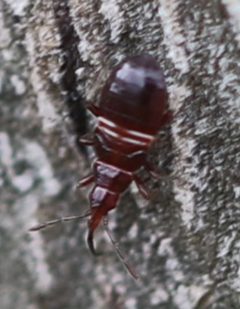 2021 05 12 Temnostethus gracilis Nymphe by Slimguy. Used under a CC BY 4.0 license.