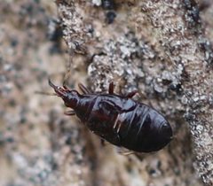 2021 05 12 Temnostethus gracilis Nymphe3 by Slimguy. Used under a CC BY 4.0 license.