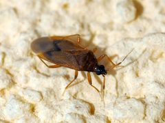 Amphiareus obscuriceps 182895037 by Mario Bassini. Used under a CC BY 4.0 license.