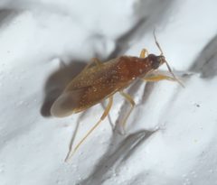 Amphiareus obscuriceps P1310618a by 
xpda. Used under a CC BY-SA 4.0 license.