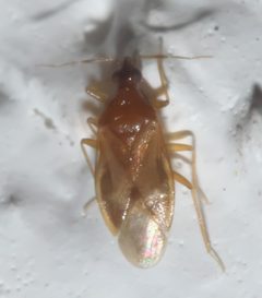 Amphiareus obscuriceps P1310619a by 
xpda. Used under a CC BY-SA 4.0 license.