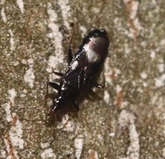 2019 12 17 Dufouriellus ater by Slimguy. Used under a CC BY 4.0 license.