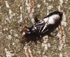 2019 12 17 Dufouriellus ater2 by Slimguy. Used under a CC BY 4.0 license.