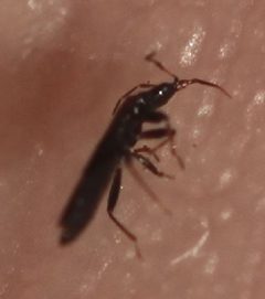2019 12 17 Dufouriellus ater3 by Slimguy. Used under a CC BY 4.0 license.