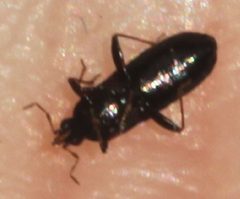 2019 12 17 Dufouriellus ater4 by Slimguy. Used under a CC BY 4.0 license.