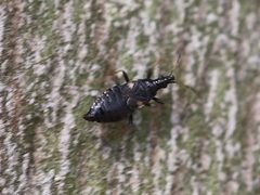 2021 06 09 Dufouriellus ater1a by Slimguy. Used under a CC BY 4.0 license.