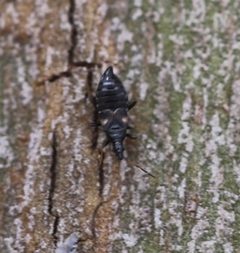 2021 06 09 Dufouriellus ater1b by Slimguy. Used under a CC BY 4.0 license.