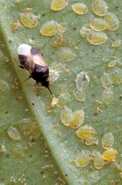 Orius insidiosus from USDA 1 by Photo by Jack Dykinga (uploaded by --gian_d 21:28, 15 March 2008 (UTC)). Used under a Public domain license.