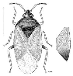 HEMI Anthocoridae Orius vicinus f by Desmond W. Helmore
. Used under a CC BY 4.0 license.