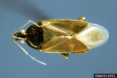 Scoloposcelis flavicornis by Gerald J. Lenhard, Louisiana State University, Bugwood.org - See more at: http://www.insectimages.org/browse/detail.cfm?imgnum=0013001#sthash.Tf11NG4e.dpuf. Used under a CC BY-SA 3.0 license.