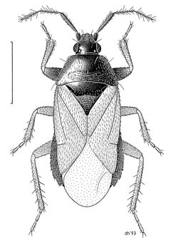 HEMI Anthocoridae Xylocoris galactinus f by Desmond W. Helmore
. Used under a CC BY 4.0 license.