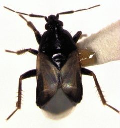 Xylocoris galactinus by S.E. Thorpe. Used under a Public domain license.