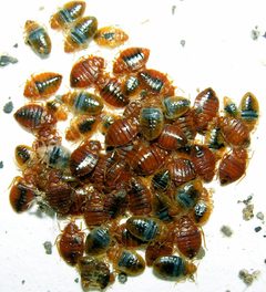 Cimex lectularius2 by wikipedia. Used under a CC BY-SA 3.0 license.