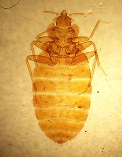 Cimex lectularius 2 by Adam Cuerden. Used under a Public domain license.