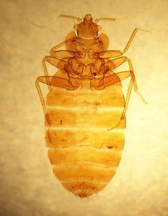 Cimex lectularius 3 by Adam Cuerden. Used under a Public domain license.
